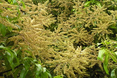 Mangifera indica
